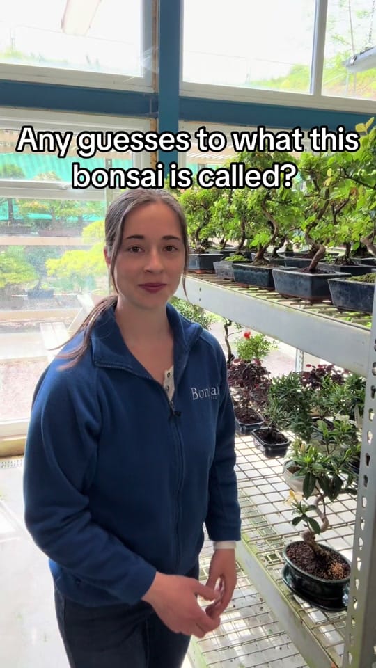 Post 5 by Bonsai Direct on TikTok (video)