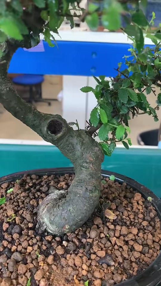 Post 7 by Bonsai Direct on TikTok (video)