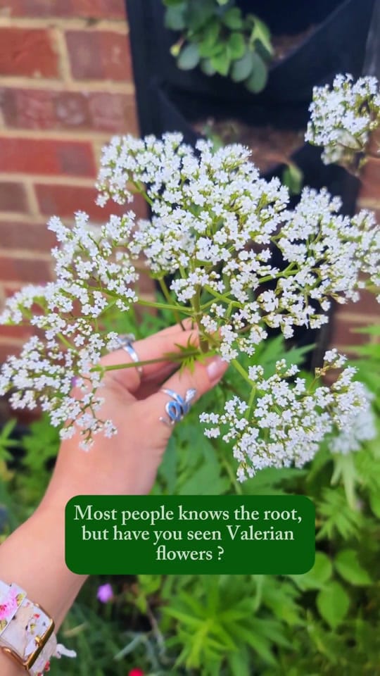 Post 4 by New Moon Botanicals Official on TikTok (video)