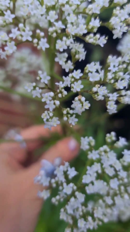 Post 3 by New Moon Botanicals Official on TikTok (video)