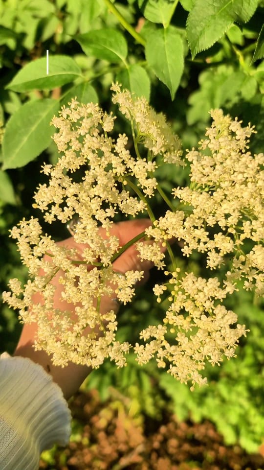 Post 8 by New Moon Botanicals Official on TikTok (video)