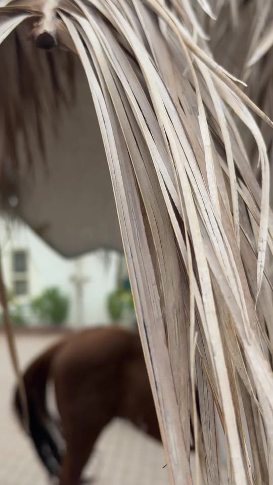 Post 7 by محمد بن فهد on TikTok (video)