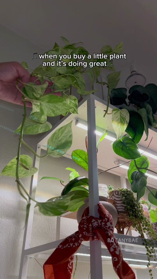 Post 10 by hanna | botanybae 🌱 on TikTok (video)
