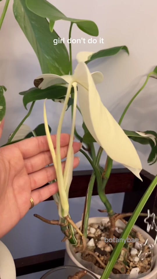 Post 9 by hanna | botanybae 🌱 on TikTok (video)