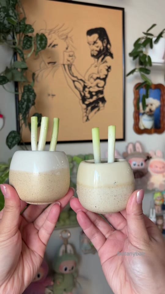 Post 4 by hanna | botanybae 🌱 on TikTok (video)