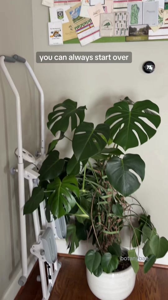 Post 1 by hanna | botanybae 🌱 on TikTok (video)