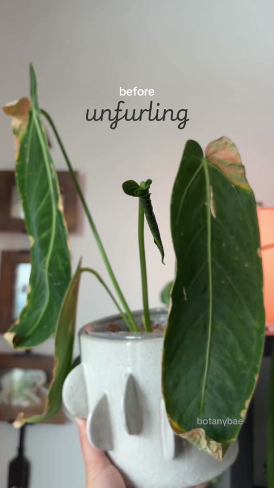 Post 2 by hanna | botanybae 🌱 on TikTok (video)