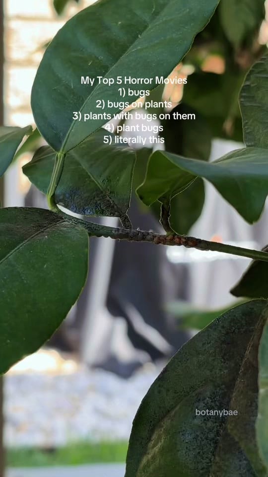 Post 7 by hanna | botanybae 🌱 on TikTok (video)
