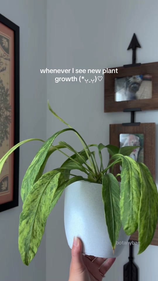 Post 6 by hanna | botanybae 🌱 on TikTok (video)