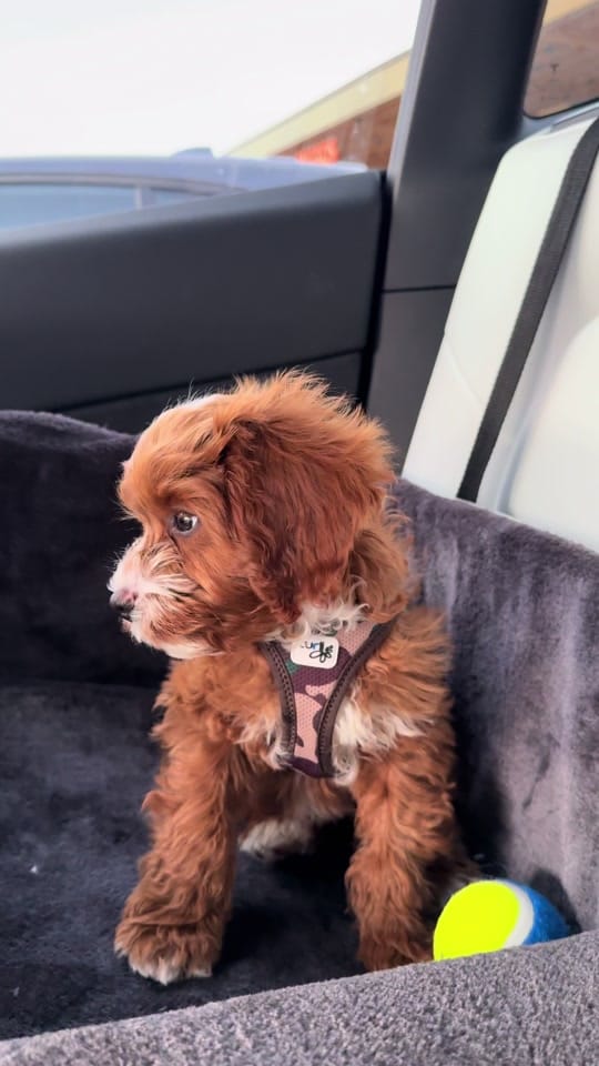 Post 9 by MT on TikTok (video)