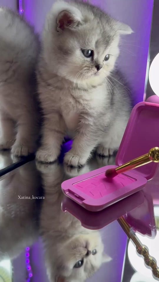 Post 9 by Ｘａｔｉｎａ      Ｋｏｃａｒａ on TikTok (video)