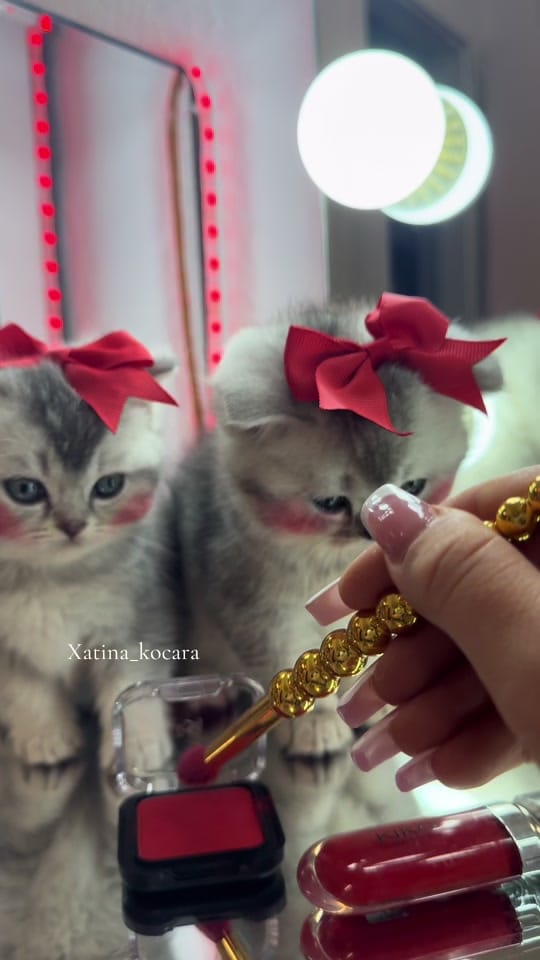 Post 8 by Ｘａｔｉｎａ      Ｋｏｃａｒａ on TikTok (video)