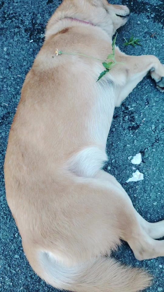 Post 2 by Stellalim Enterprise on TikTok (video)