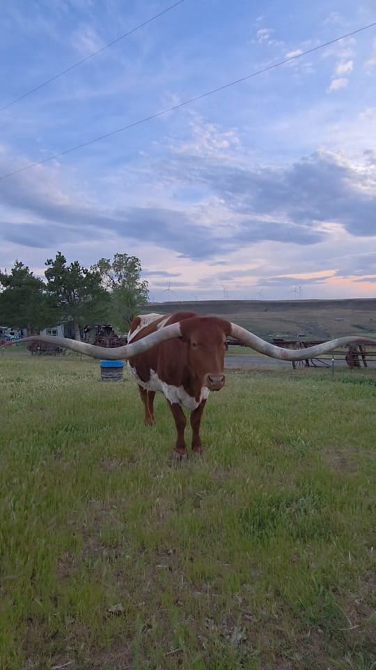Post 10 by McFarlane Ranch on TikTok (video)