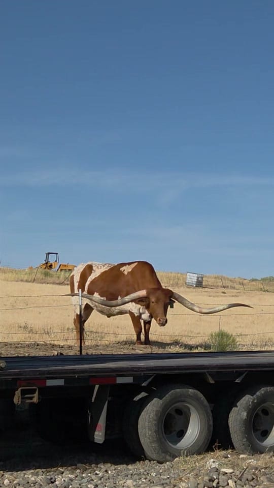 Post 3 by McFarlane Ranch on TikTok (video)