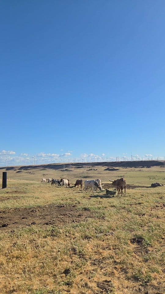 Post 8 by McFarlane Ranch on TikTok (video)