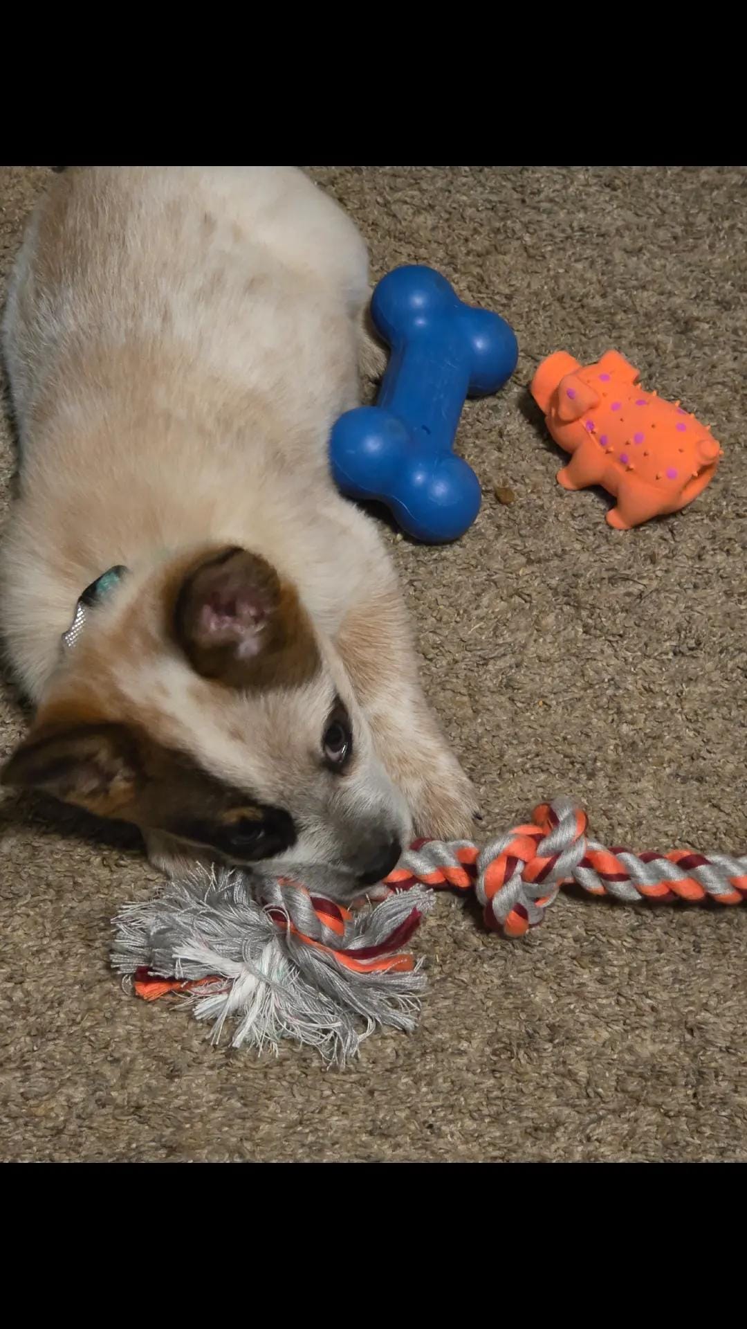 Post 9 by McFarlane Ranch on TikTok (video)