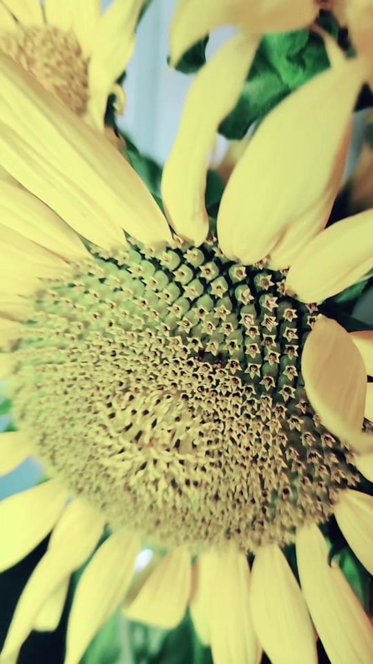 Post 1 by Essence Farmstead on TikTok (video)
