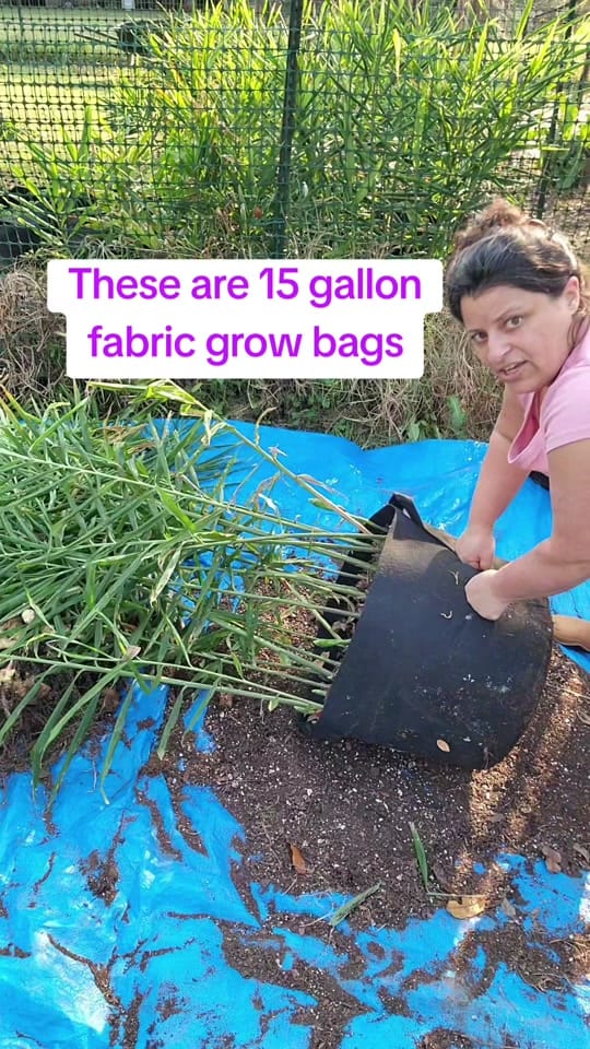 Post 10 by Essence Farmstead on TikTok (video)