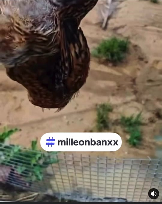 Post 3 by Milleon Banxx on TikTok (video)