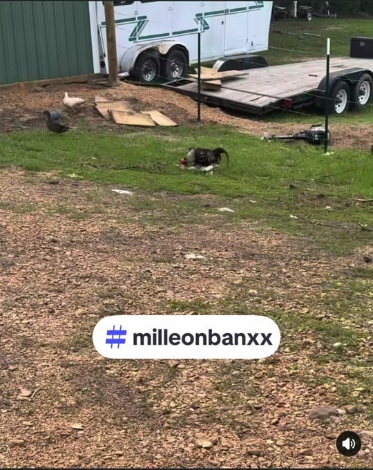 Post 2 by Milleon Banxx on TikTok (video)