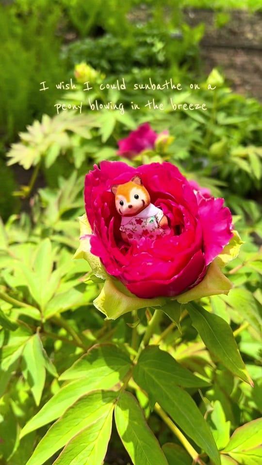 Post 2 by Jamie 🌱🦔🌷 on TikTok (video)