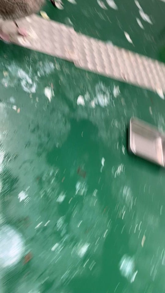 Post 9 by Folly Wildlife Rescue on TikTok (video)