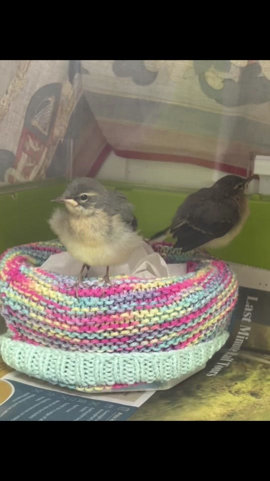 Post 3 by Folly Wildlife Rescue on TikTok (video)