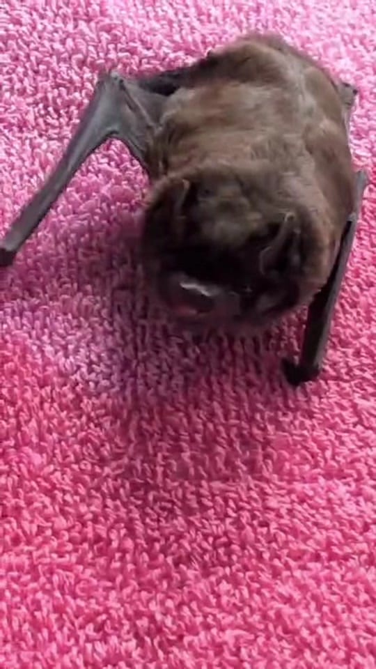 Post 2 by Folly Wildlife Rescue on TikTok (video)