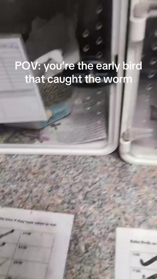 Post 1 by Folly Wildlife Rescue on TikTok (video)