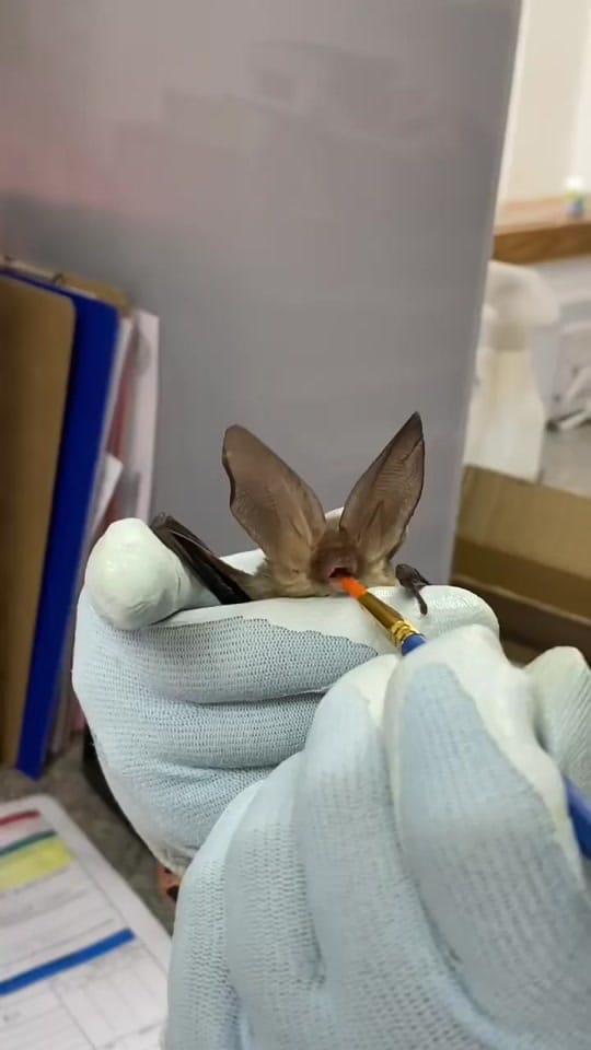 Post 8 by Folly Wildlife Rescue on TikTok (video)