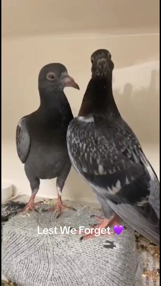 Post 7 by Folly Wildlife Rescue on TikTok (video)