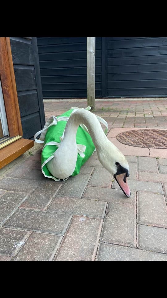 Post 6 by Folly Wildlife Rescue on TikTok (video)