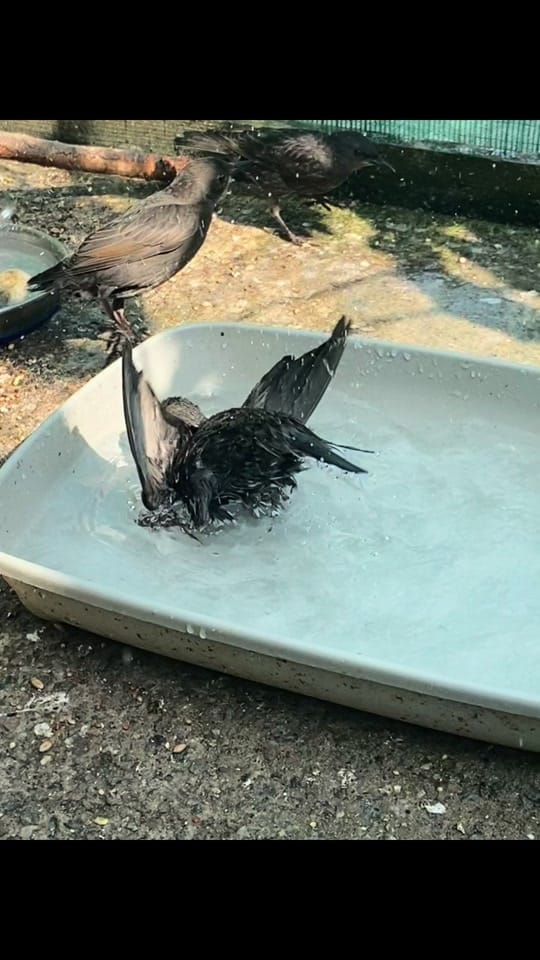 Post 4 by Folly Wildlife Rescue on TikTok (video)