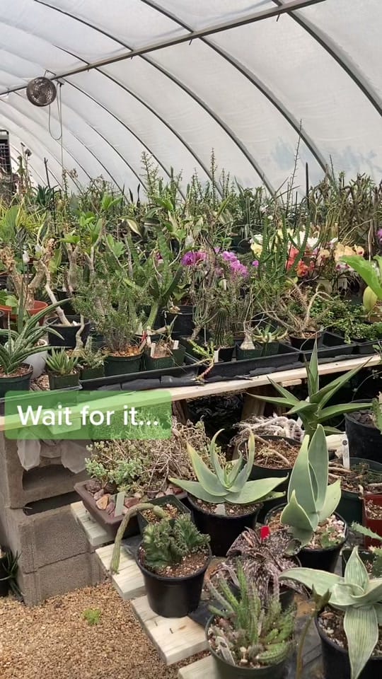 Post 2 by Wood and Laser on TikTok (video)