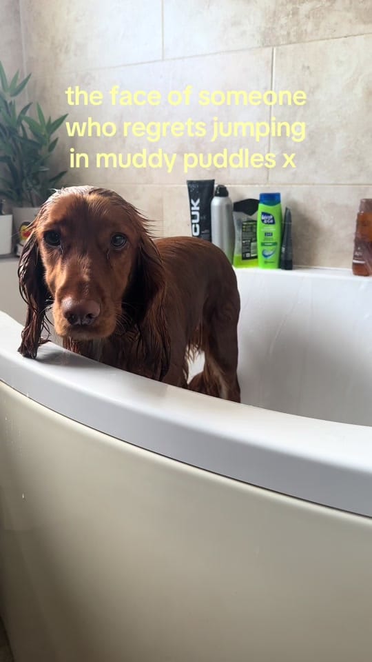 Post 1 by meg 🍓🪩✨🌷🍒 on TikTok (video)