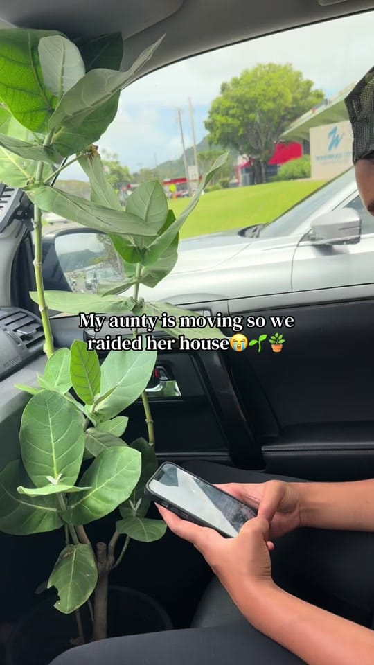Post 8 by NāWāhineLole🧵🪡✂️💓 on TikTok (video)