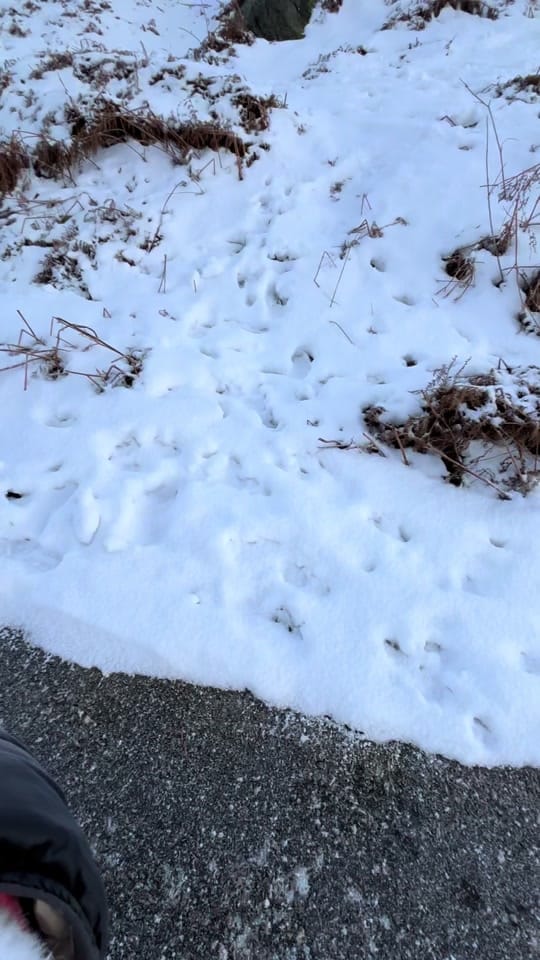 Post 4 by Codo 🌸🪐🫶🏻 on TikTok (video)
