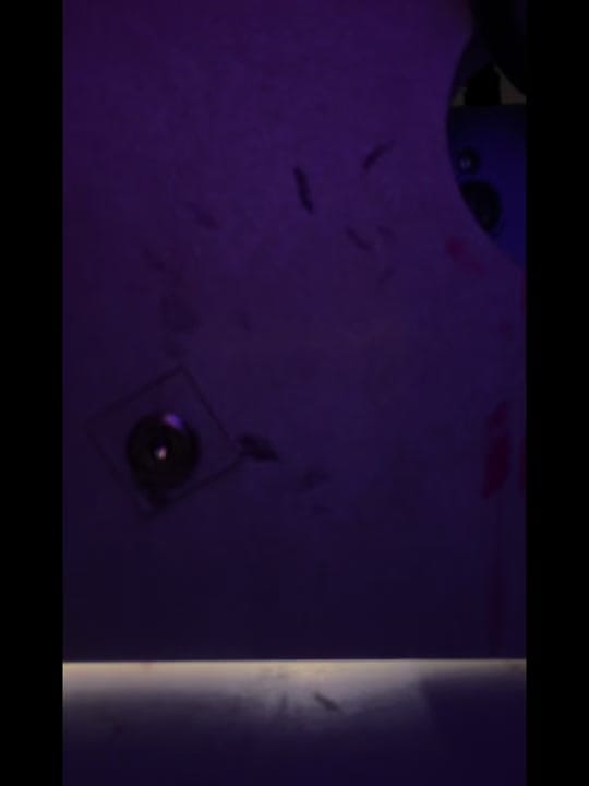 Post 3 by 🇻🇳 Lê Phước 🇩🇪 on TikTok (video)