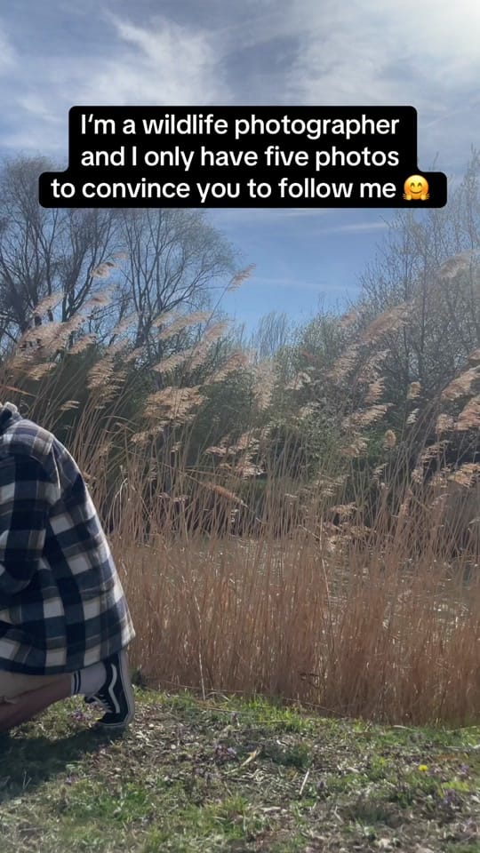 Post 3 by Alex_Scholz_Wildlife on TikTok (video)