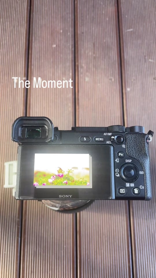 Post 2 by Alex_Scholz_Wildlife on TikTok (video)