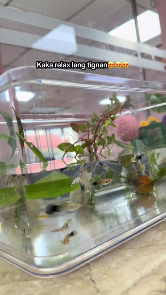 Post 9 by PinkBasket Ph on TikTok (video)