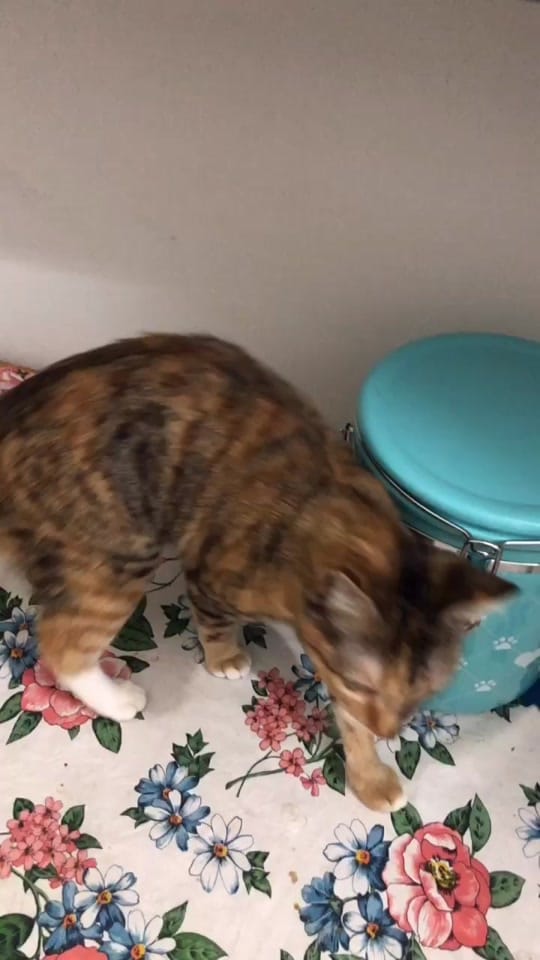 Post 8 by Cori Noelle Picazo on TikTok (video)