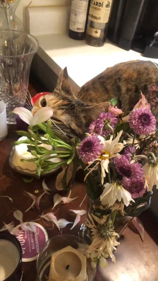Post 7 by Cori Noelle Picazo on TikTok (video)