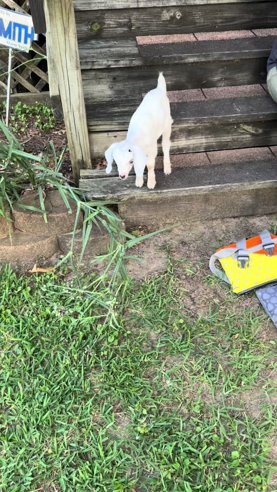 Post 3 by Cori Noelle Picazo on TikTok (video)