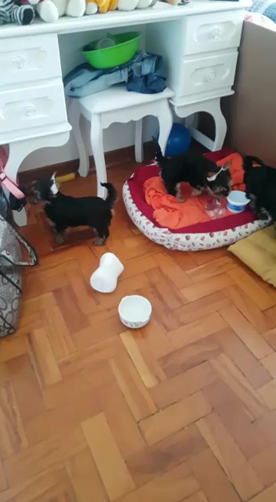 Post 1 by Venâncio Kim on TikTok (video)