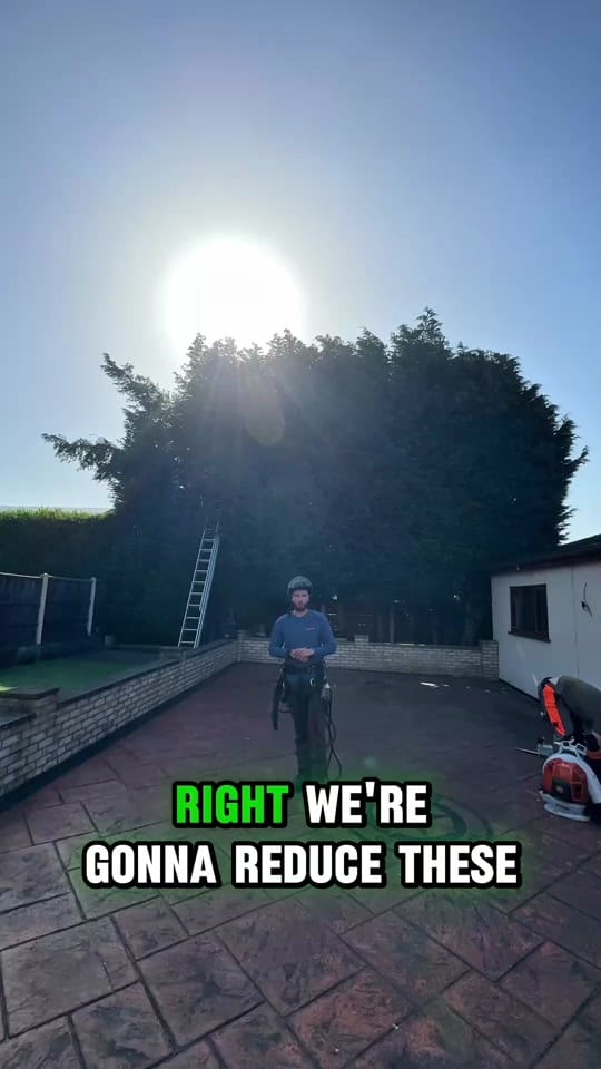 Post 4 by thetreefellauk on TikTok (video)