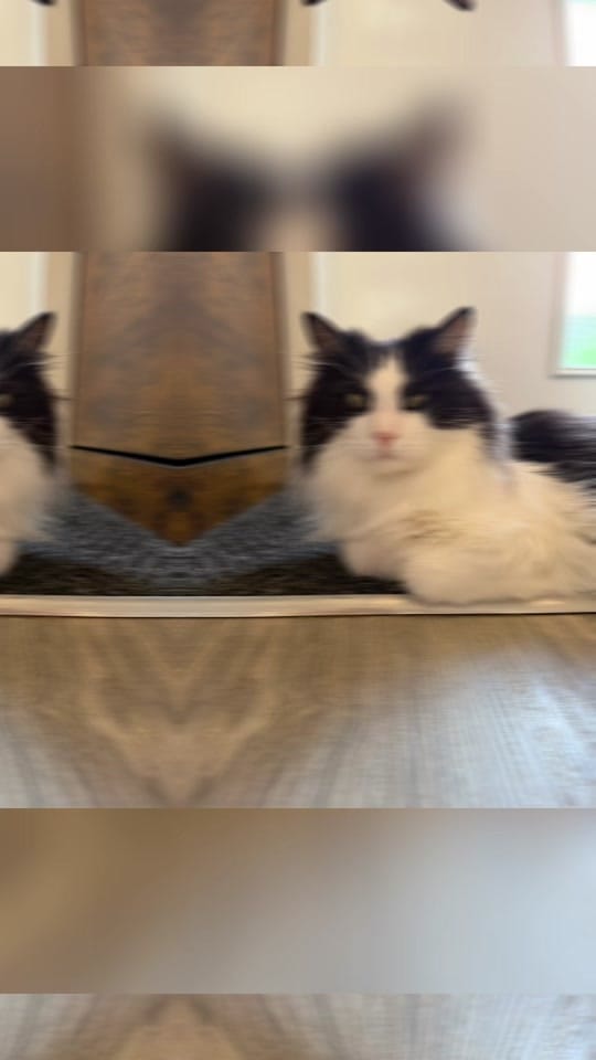 Post 2 by sonia_the_cat_nanny on TikTok (video)