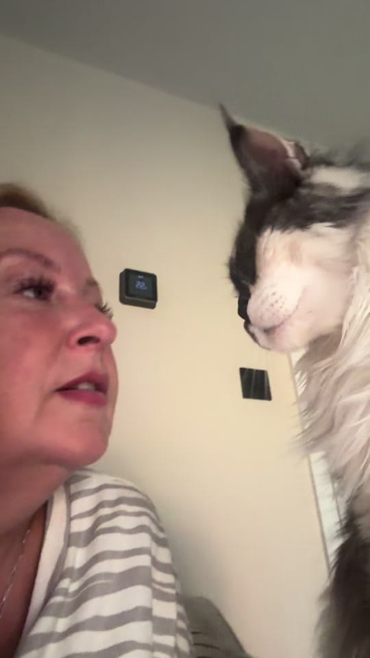 Post 3 by sonia_the_cat_nanny on TikTok (video)