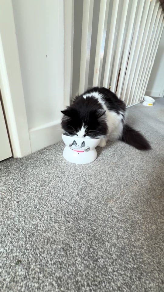 Post 5 by sonia_the_cat_nanny on TikTok (video)